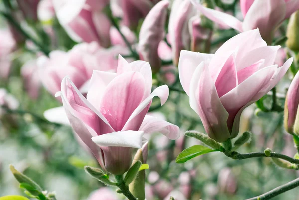 Kevät kukka tausta magnolia kukkia . — kuvapankkivalokuva