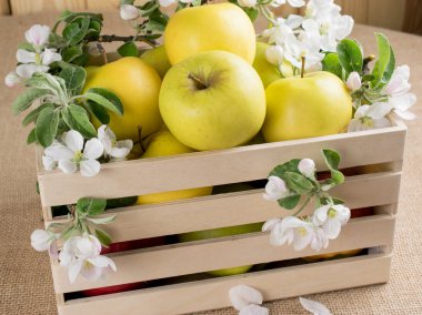 Elma ve elma ağacı ahşap kutusunda dal ile natürmort