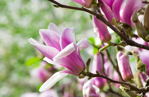 Magnolia fleurs — Photo