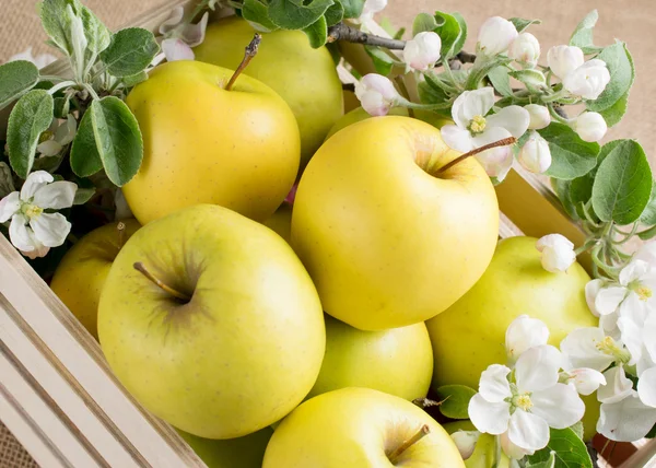Stilleven met appels en takje appelboom in houten kist — Stockfoto