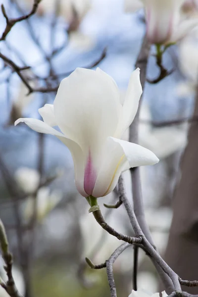 Valkoinen Magnolia — kuvapankkivalokuva