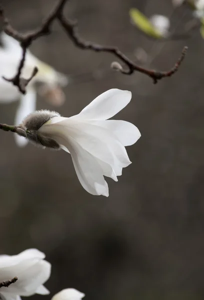 Witte magnolia — Stockfoto