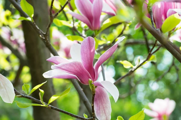 Magnolienblüten — Stockfoto