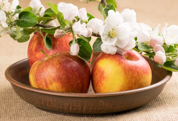 Rode appels en takje appelboom — Stockfoto