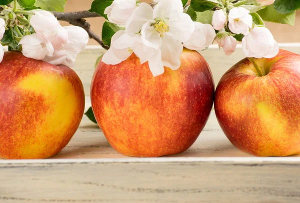 リンゴとリンゴの木の枝のある静物 — ストック写真