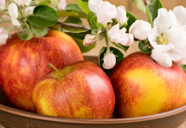 Rode appels en takje appelboom — Stockfoto