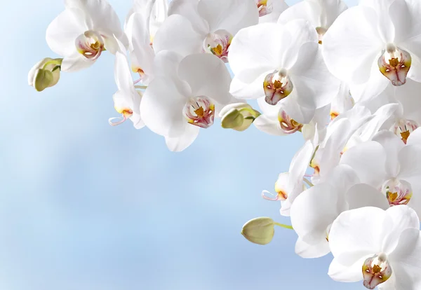 White orchid Stock Image