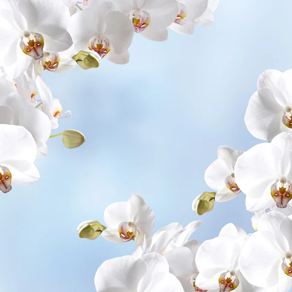 Weiße Orchidee — Stockfoto