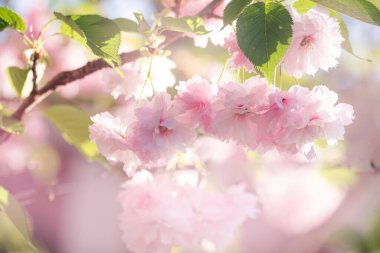 Japon Sakura ağacı çiçeği, bahar yeşil bahçesinde açan zarif pembe yapraklı çiçekler, kiraz çiçekli gizemli bahar masalı çiçekli rüya arka plan, güzel doğa manzarası..