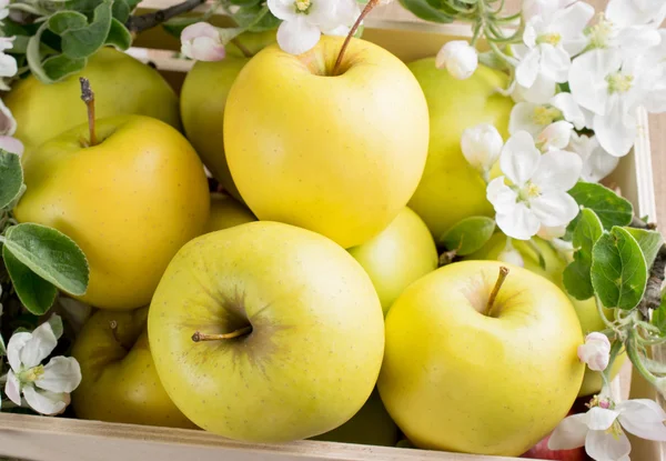 Stilleven met appels en takje appelboom in houten kist — Stockfoto