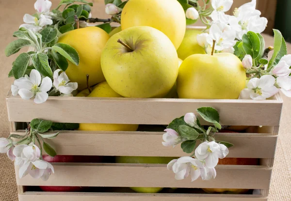 Masih hidup dengan apel dan ranting pohon apel dalam kotak kayu — Stok Foto