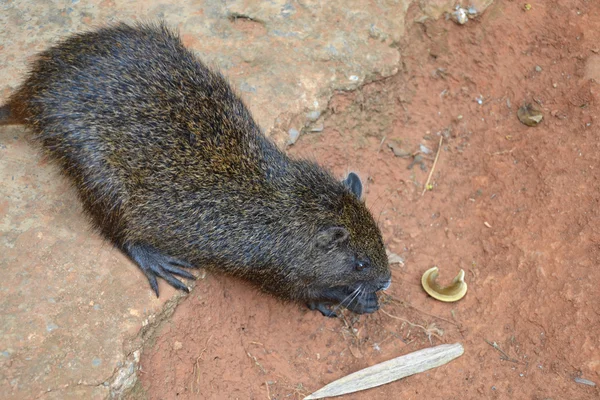 Cubaanse boom rat — Stockfoto