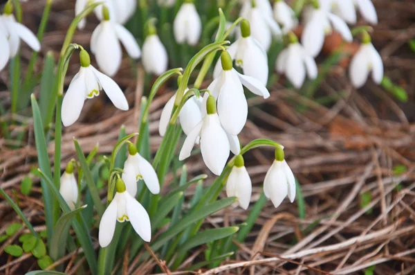 Sneeuwklokjes — Stockfoto