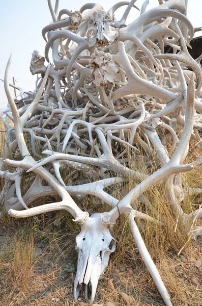 Κέρατα ελαφιών Elk — Φωτογραφία Αρχείου