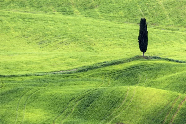Μοναχικό δέντρο στην Τοσκάνη της Ιταλίας — Φωτογραφία Αρχείου
