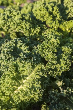 Kale alanında büyüyen