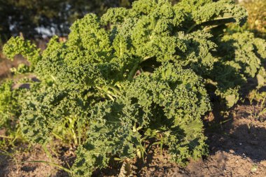 Kale alanında büyüyen