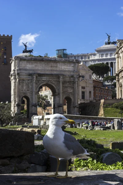 Seagull i Forum Romanum i Rom — Stockfoto