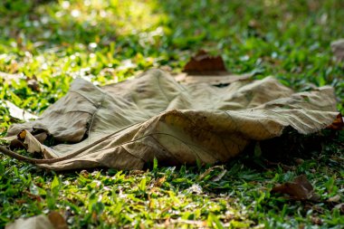 Toprakta kuru yaprak