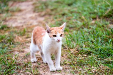 Kedi çimlerin üzerinde kameraya doğru yürür