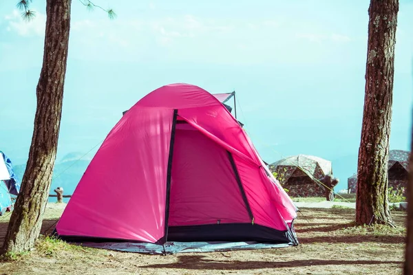 Camping Tienda Campaña Rosa Bajo Bosque Pinos Norte Tailandia —  Fotos de Stock