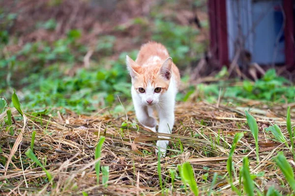 Cat Walks Camera Grass — Stock Photo, Image