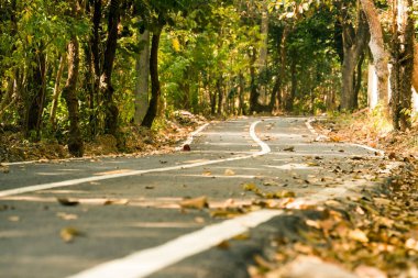 Ormanda asfalt yol, chiang ma