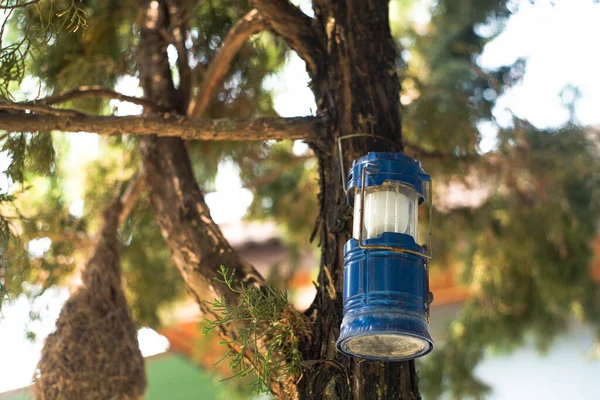 Old gas lamp hanging on a tree branch ,pine tree