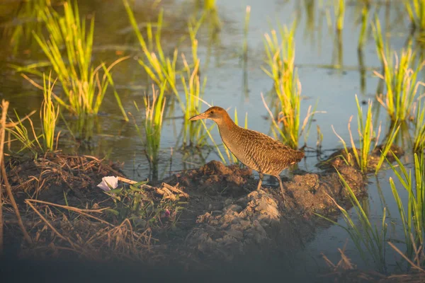 Slaty Breasted Rail Isolated Ground Rice Fields — Stock fotografie