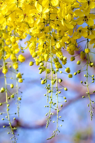 Ratchaphruek Multiplicar Flores Flor Com Céu Bule Fundo — Fotografia de Stock