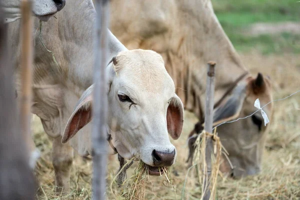 Primer Plano Vaca Masticando Mientras Come Hierba Dentro Pluma Vaca — Foto de Stock