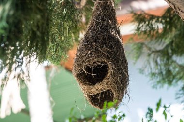 Kuşların yuvası ağaçta asılı.