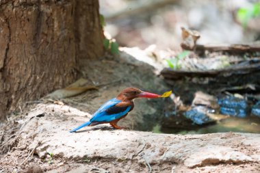 Beyaz boğazlı Kingfisher, ormandaki Kingfisher kuşu
