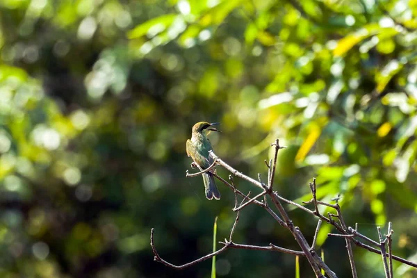 Green bird with green background with bokeh in forest