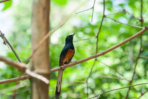 Schöne Vogelmännchen White Rumped Shama Hockt Auf Zweig Grüner Hintergrund — Stockfoto