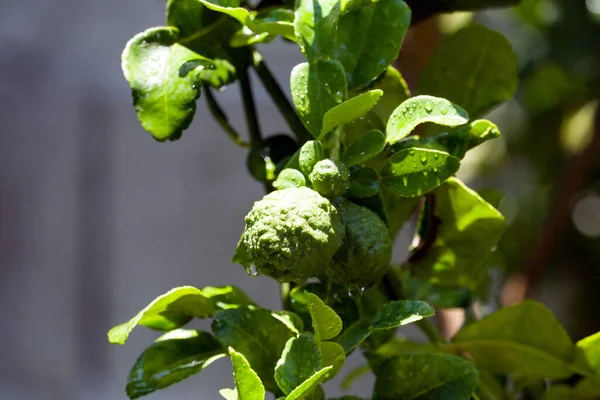 Frutas Frescas Bergamota Árbol Bergamota Con Gotas Agua —  Fotos de Stock