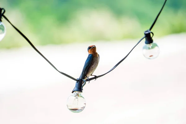 Тихоокеанская Ласточка Hirundo Tahitica Маленькая Прохожая Птица Сидящая Электрической Проволоке — стоковое фото