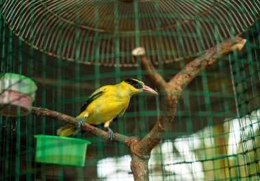 Kara peçeteli oriole, oriole familyasından bir kuş türü.
