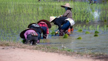 Çiftçiler tarlalara pirinç ekiyor. Tayland 'ın Ülke Hayatı