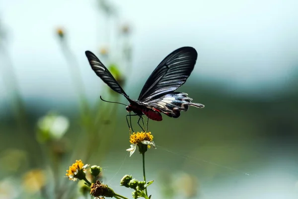 Vlinder Bloem Zomerdag Zachte Achtergrond — Stockfoto