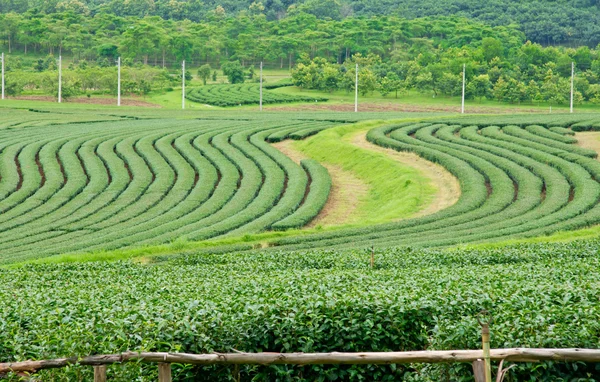 Чайное поле — стоковое фото