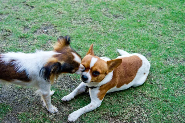 Chihuahua — Stockfoto