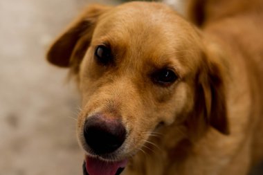 Golden Retriever, baş