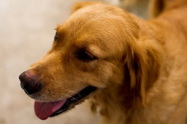 Golden Retriever, baş — Stok fotoğraf