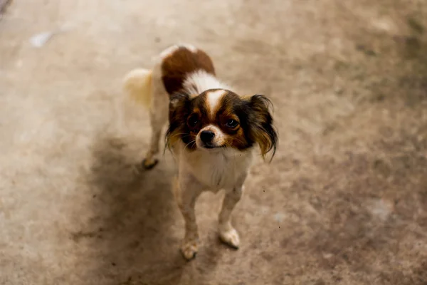 Chihuahua — Stok fotoğraf