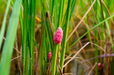 Altın applesnail yumurta