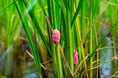 Altın applesnail yumurta