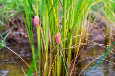 Altın applesnail yumurta
