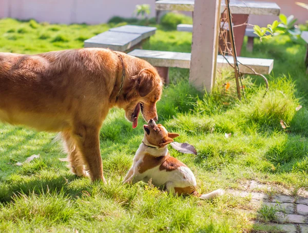 Köpek ve köpek — Stok fotoğraf