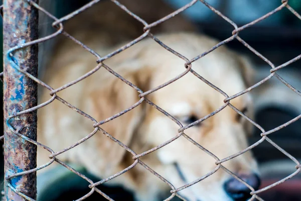 Closed up dog cage — Stock Photo, Image